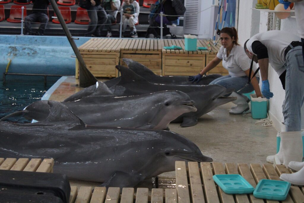 Banned in France recently, the practice is still permitted in Bulgaria - a show with dolphins