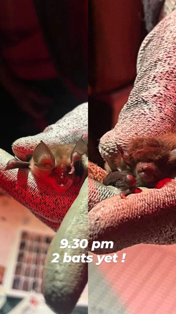 Etude nocturne des chauve-souris