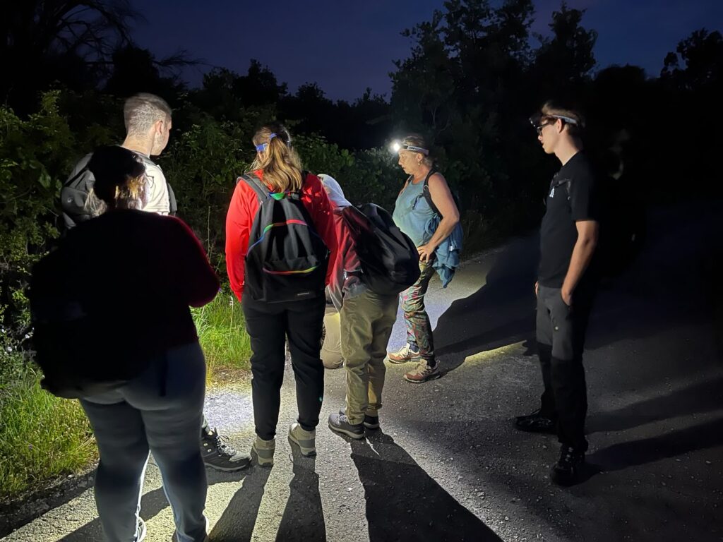 Búsqueda nocturna de reptiles y anfibios 