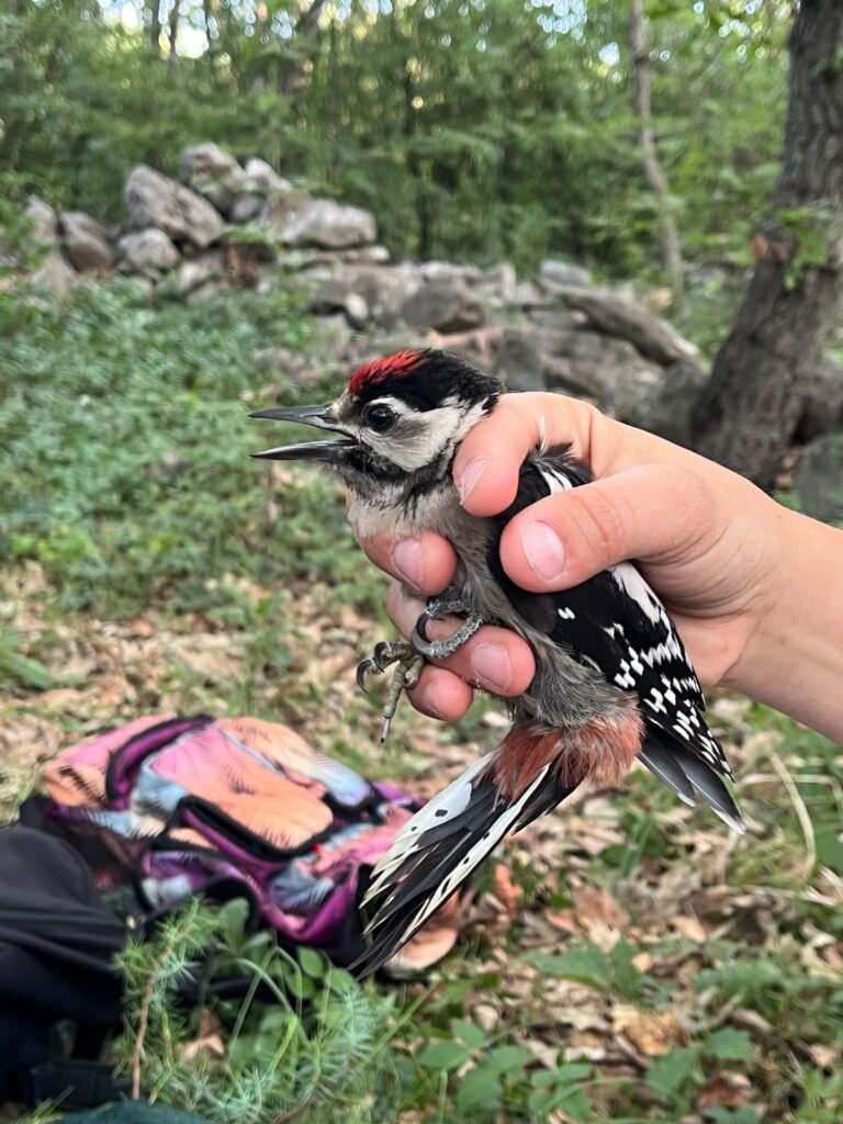 Un magnífico pájaro carpintero