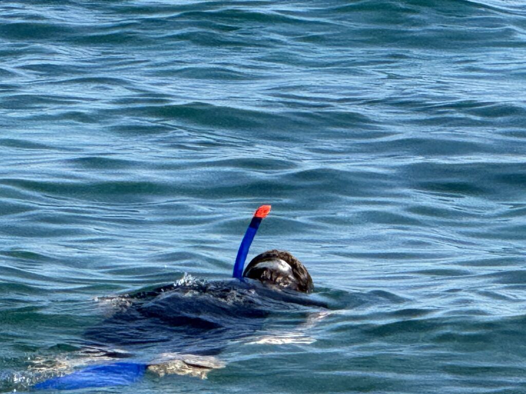 Observación del fondo marino y de las especies